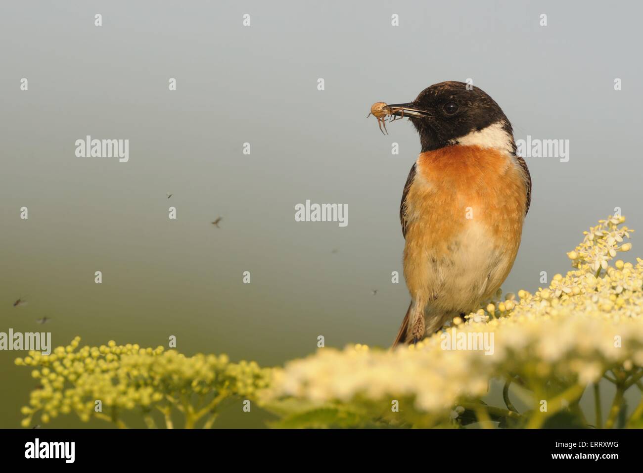 Stonechat sunshine hi-res stock photography and images - Alamy