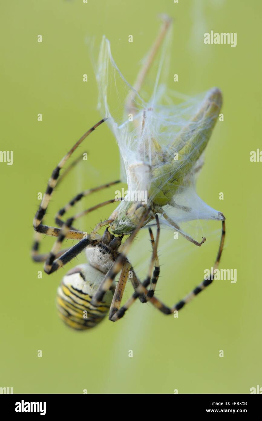 wasp spider with prey Stock Photo