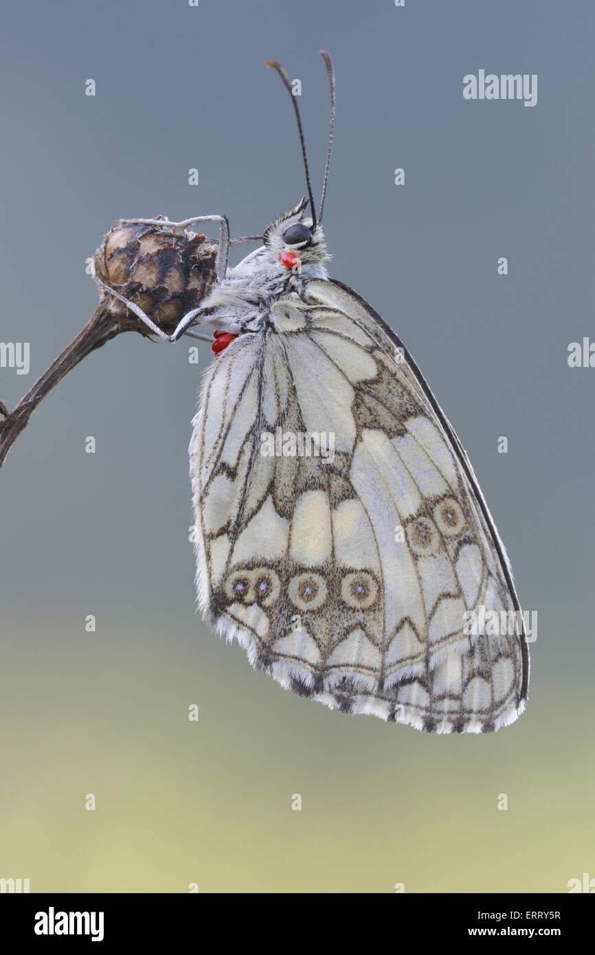 marbled white butterfly Stock Photo