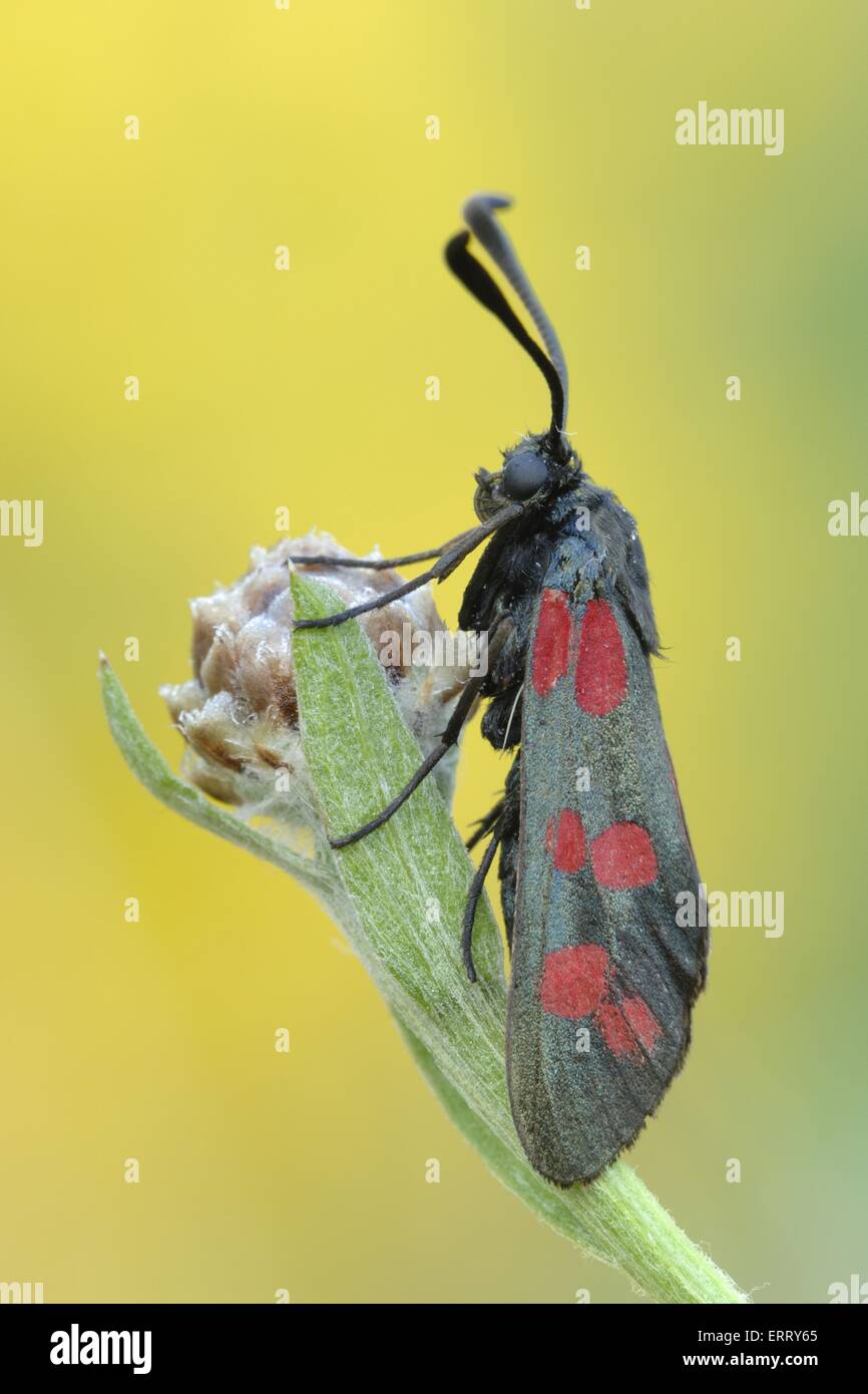 six-spot moth Stock Photo