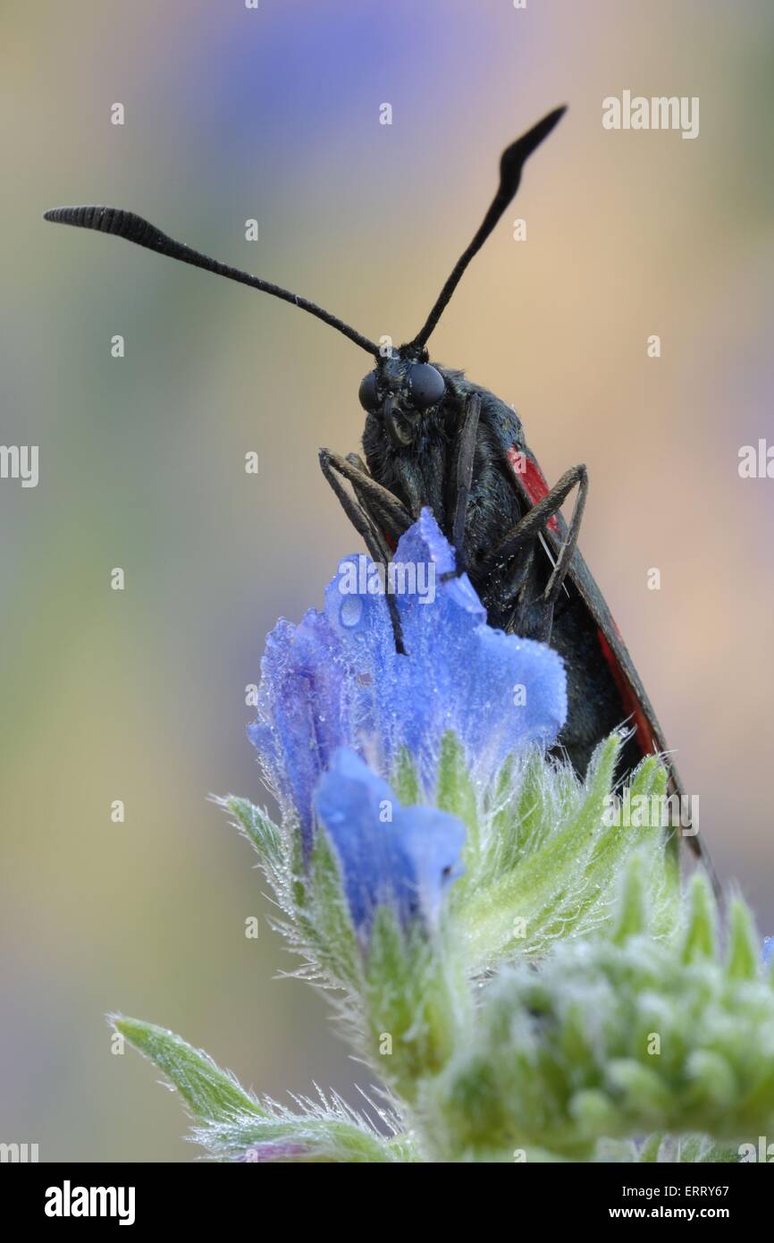 six-spot moth Stock Photo