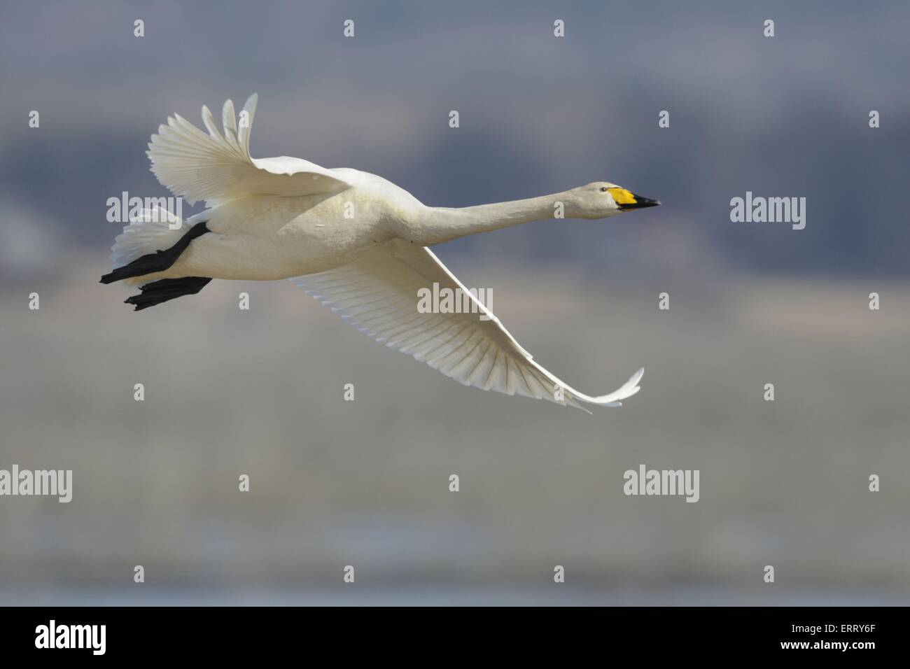 Whooper swan side view hi-res stock photography and images - Alamy