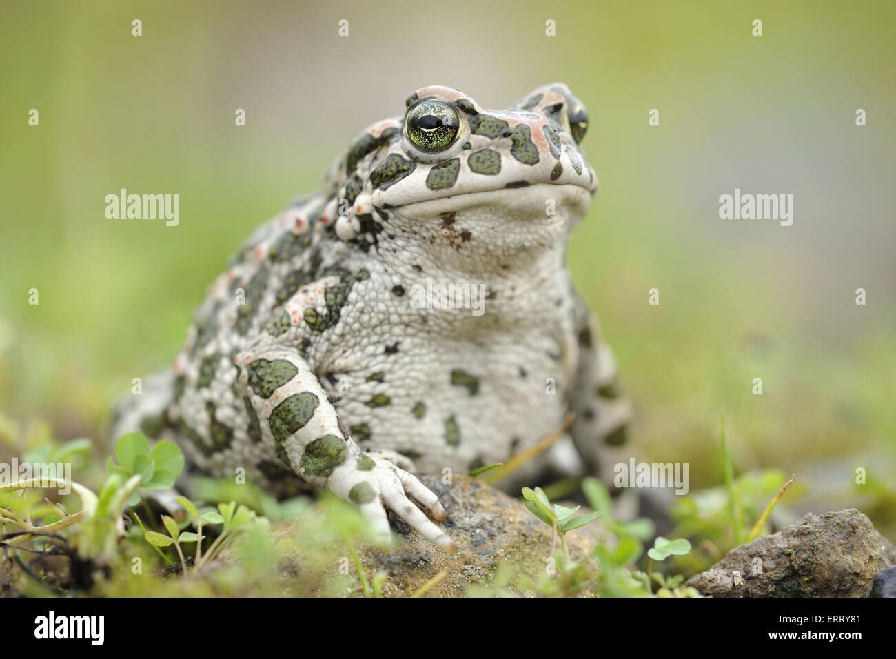 Stone toad hi-res stock photography and images - Alamy