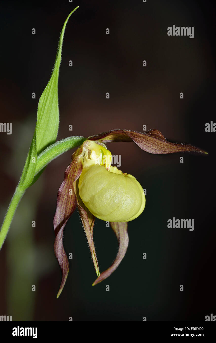 Cypripedium 'Hank Small'  hybrid of Cypripedium parviflorum var. parviflorum x Cypripedium henryi Stock Photo