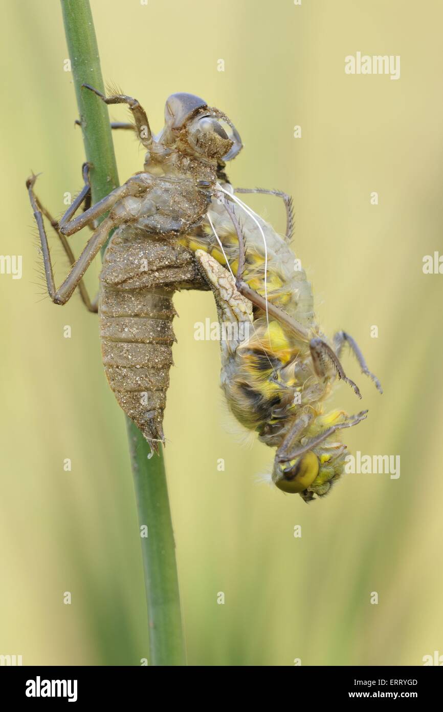 Skimmer larva hires stock photography and images Alamy
