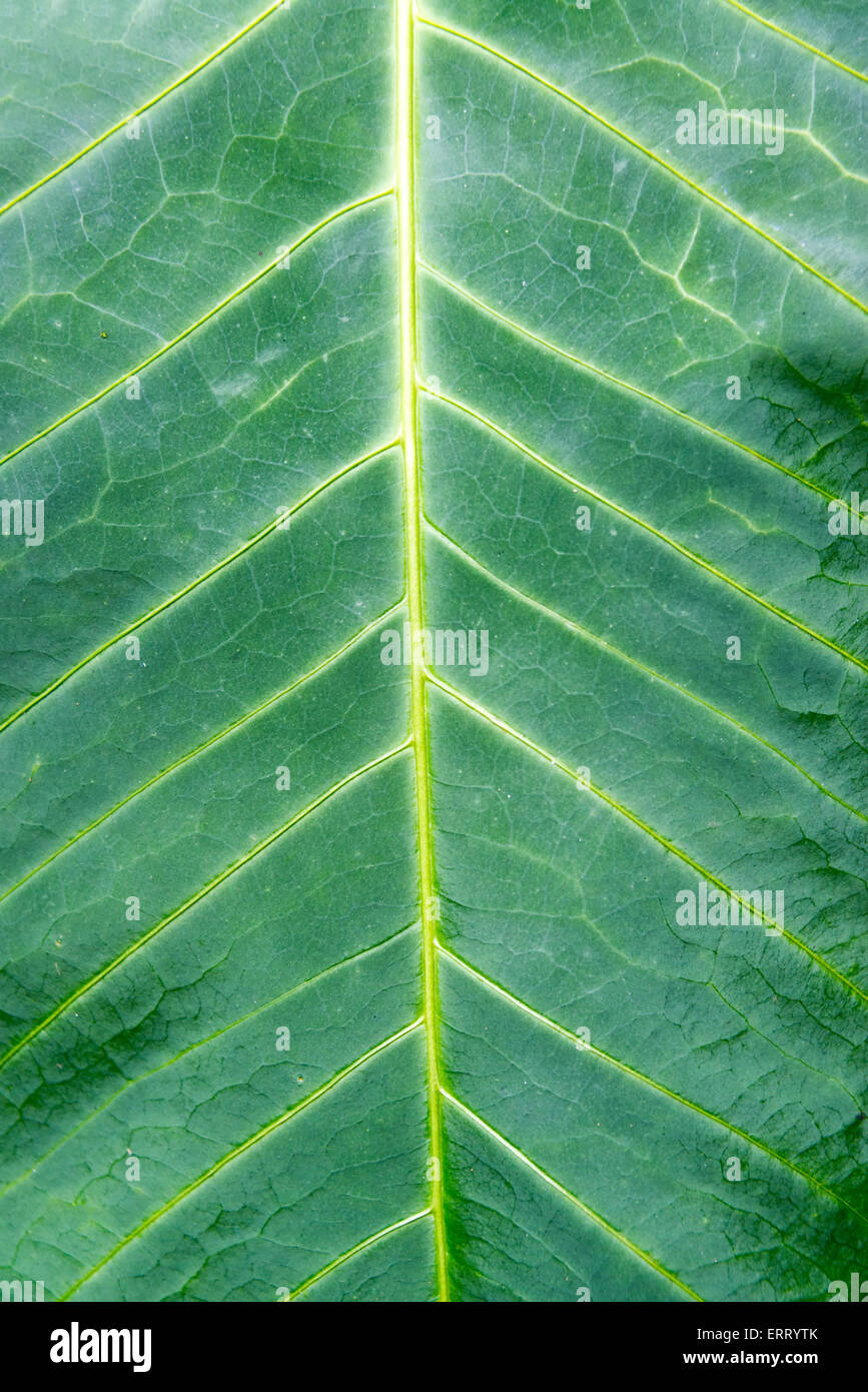 Closeup of veins running through a dark green leaf in a cloud forest near Mindo, Ecuador Stock Photo