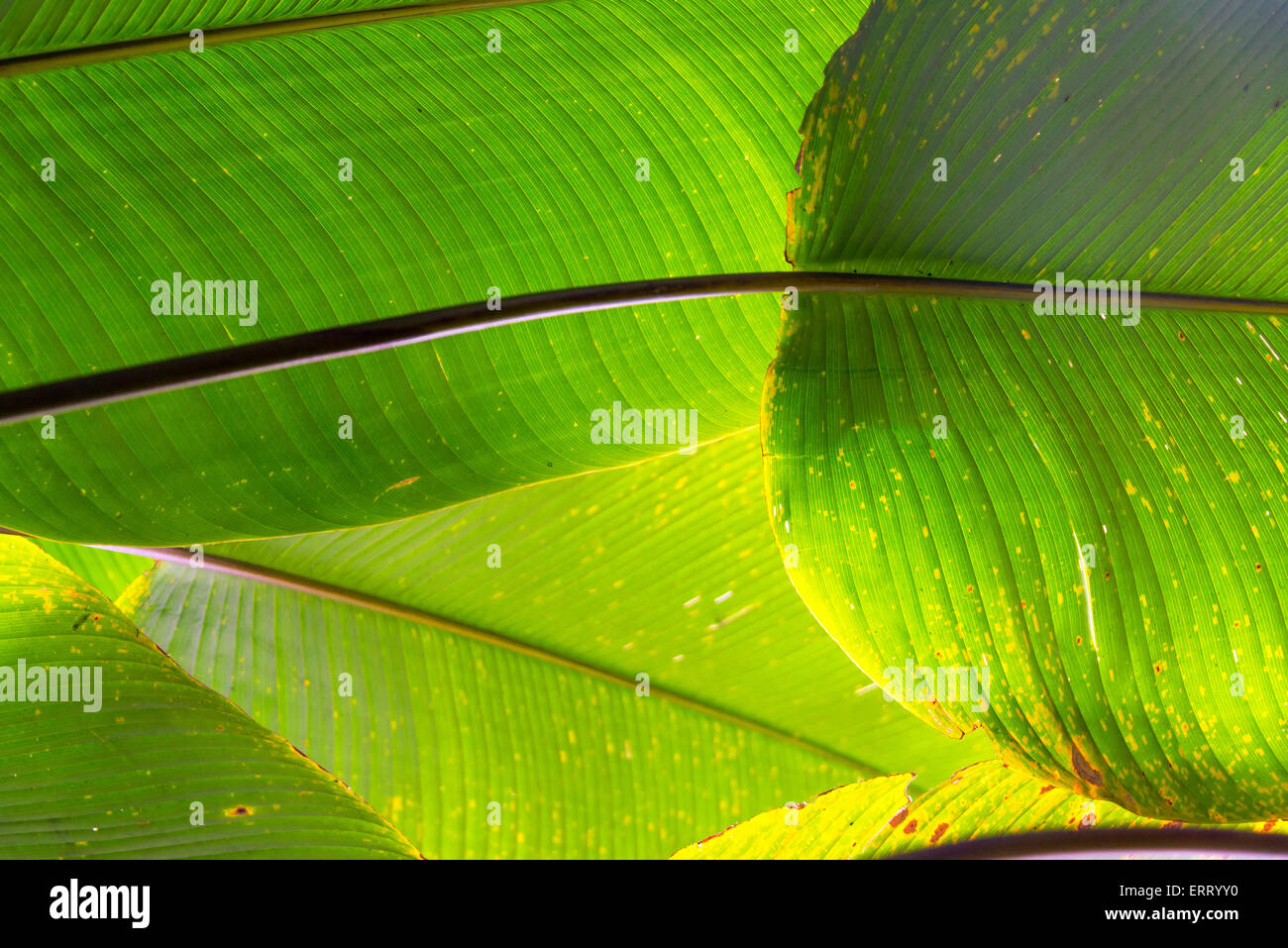 Abstract image of five large green leaves in a cloud forest near Mindo, Ecuador Stock Photo