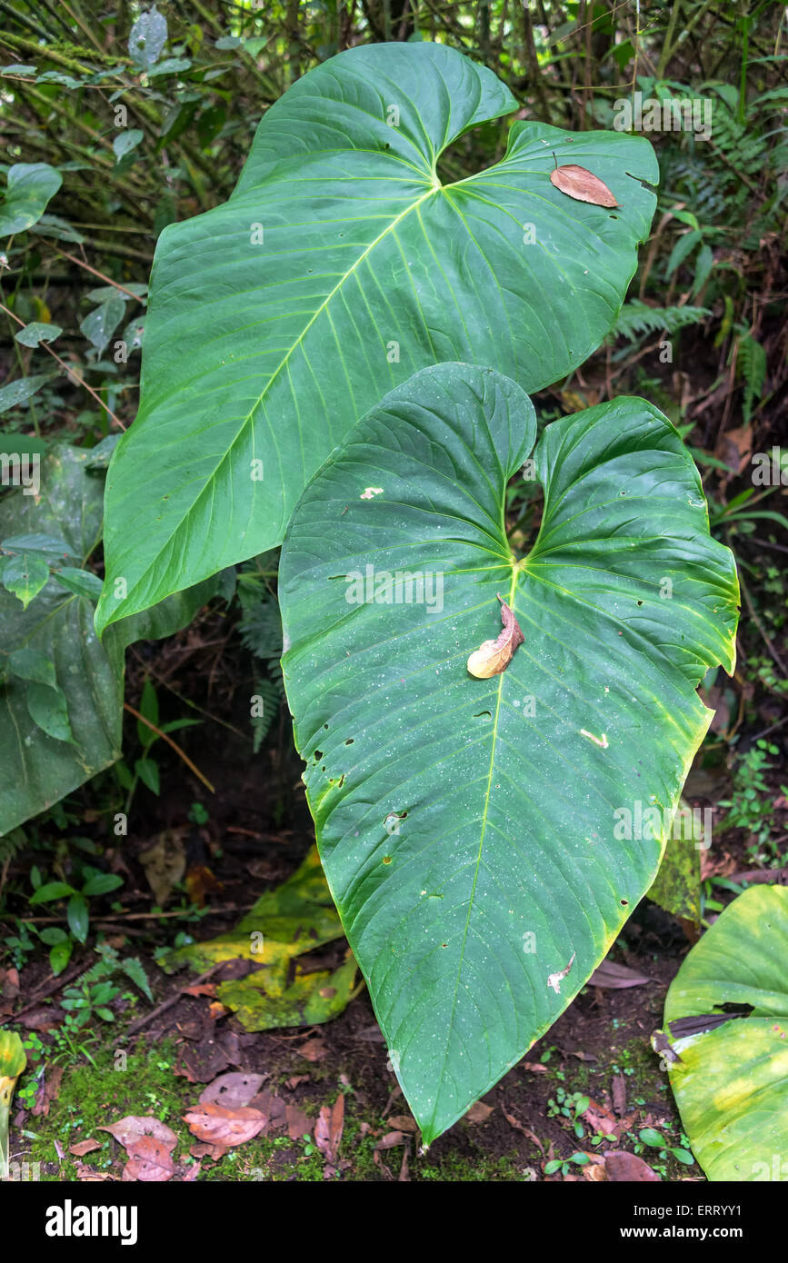 Pair of large green leaves in the cloud forest near Mindo, Ecuador Stock Photo