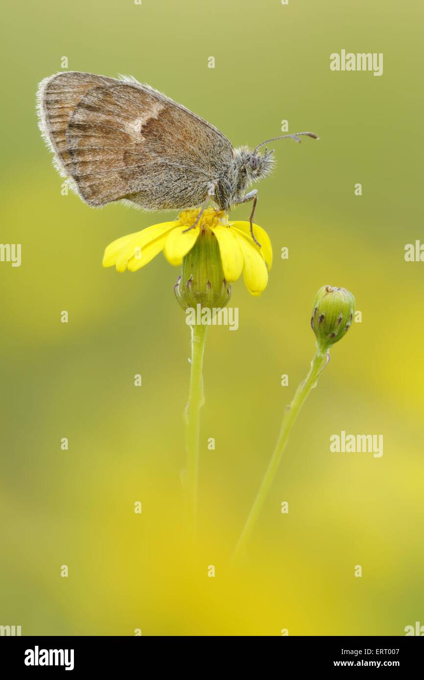 small heath butterfly Stock Photo Alamy