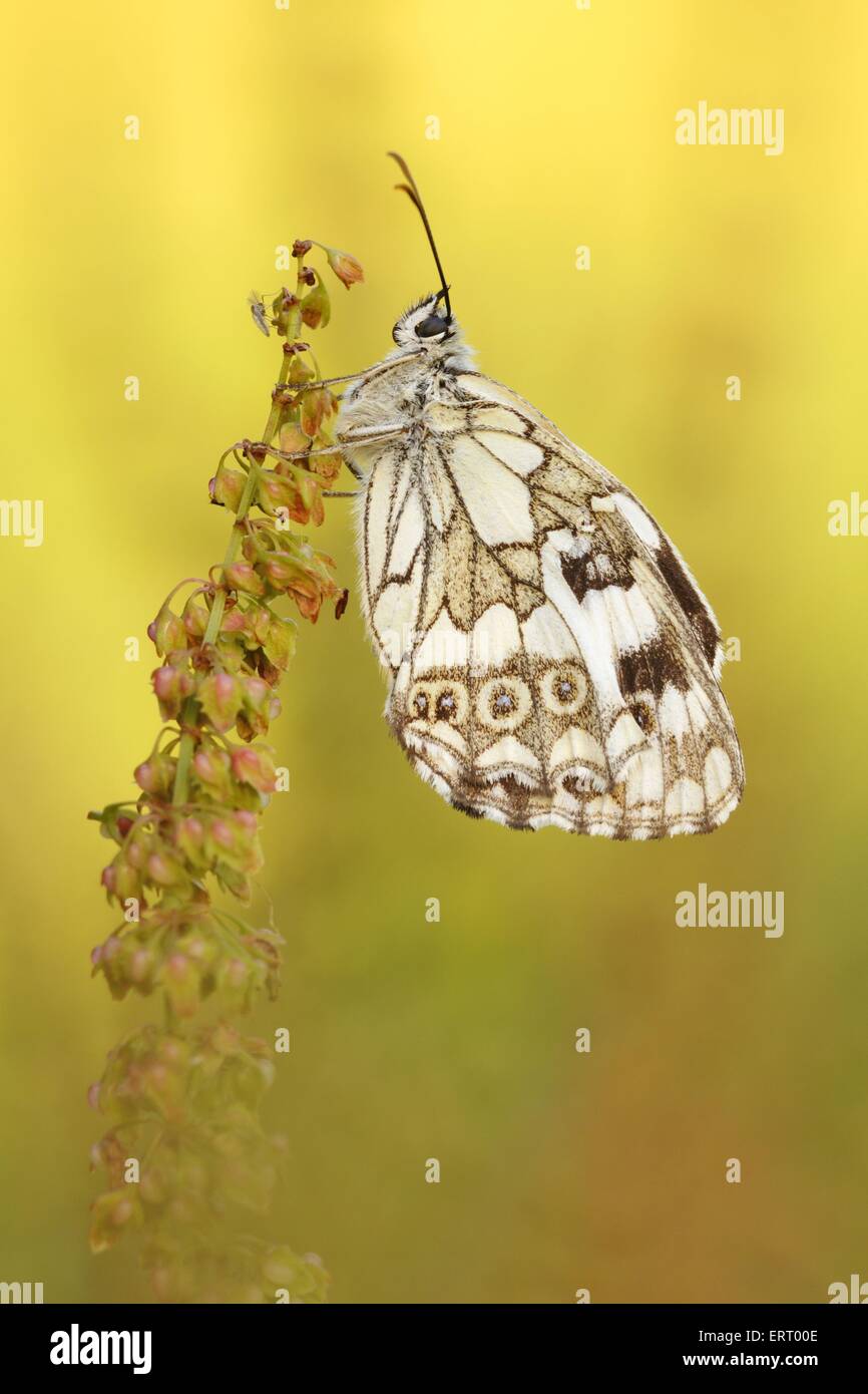 marbled white butterfly Stock Photo