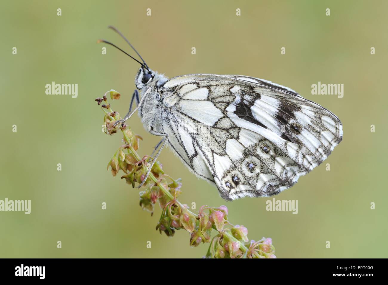 marbled white butterfly Stock Photo