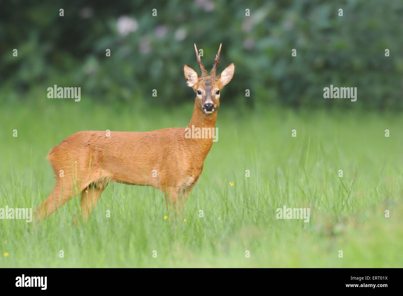 Roe deer males hi-res stock photography and images - Alamy
