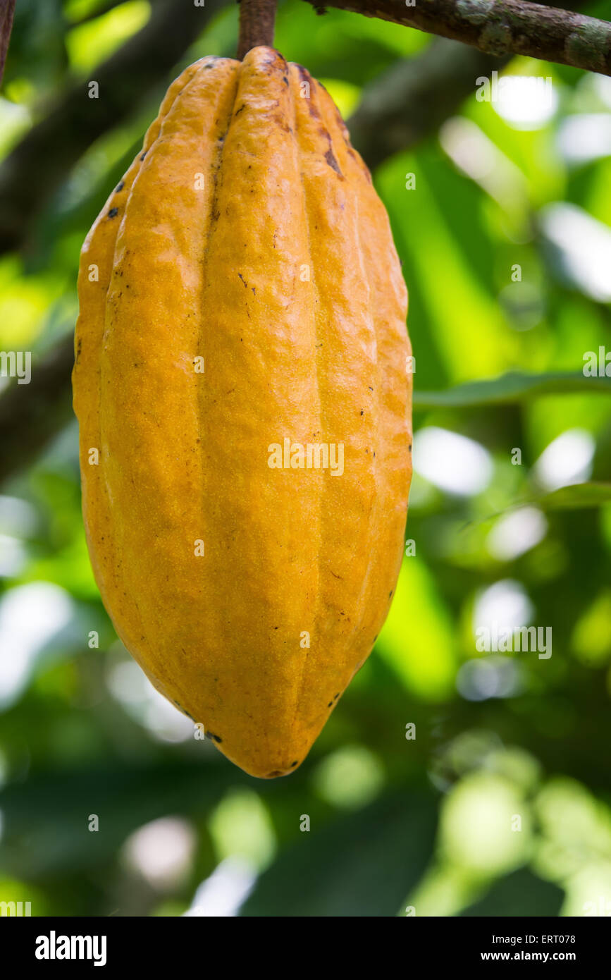 Vertical shot of a ripe yellow cocoa pod in Mindo, Ecuador Stock Photo