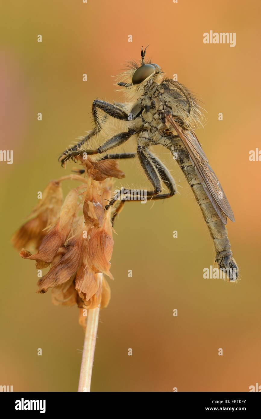 Downland Robberfly Stock Photo