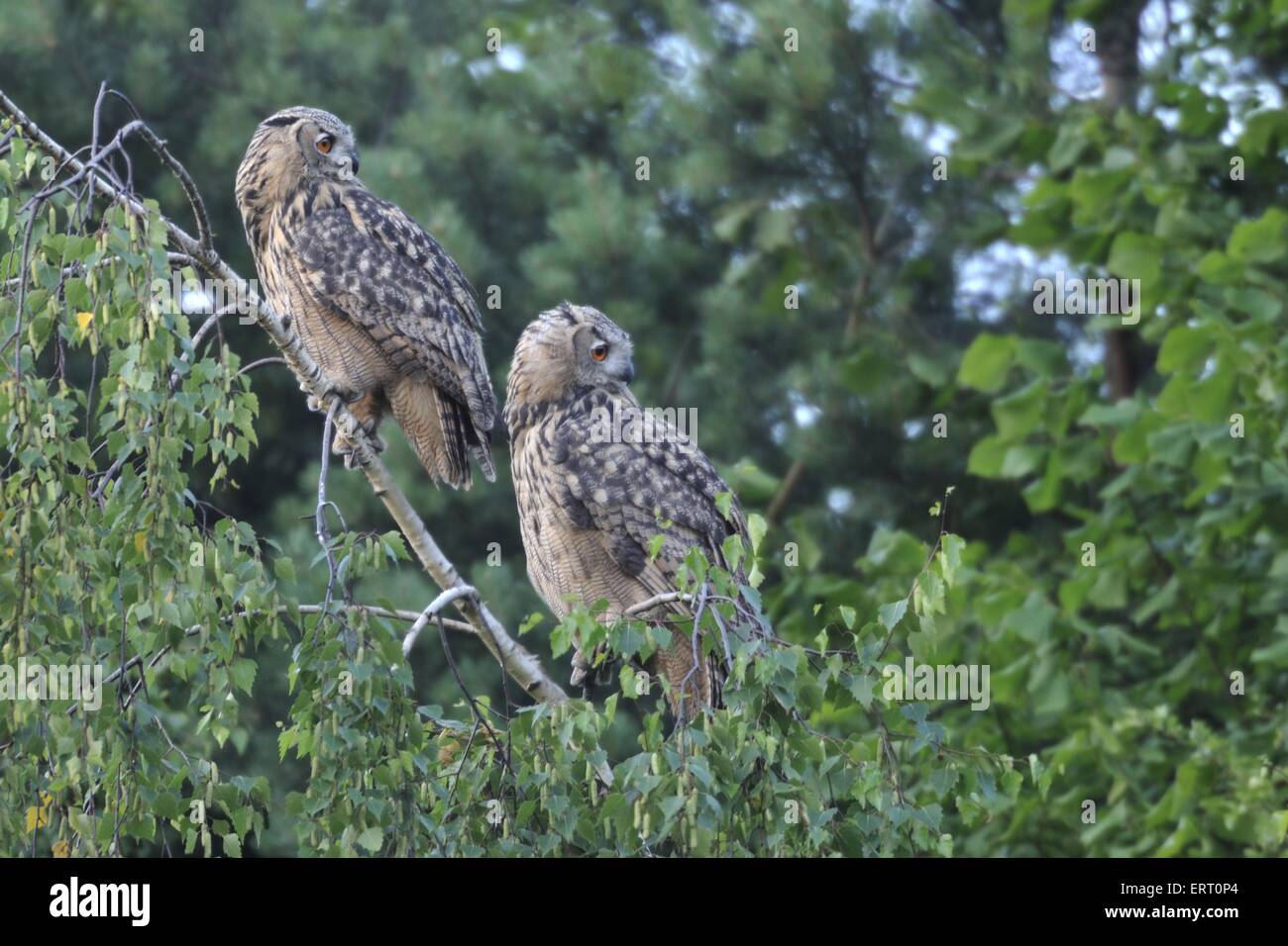Eurasian eagle owls Stock Photo