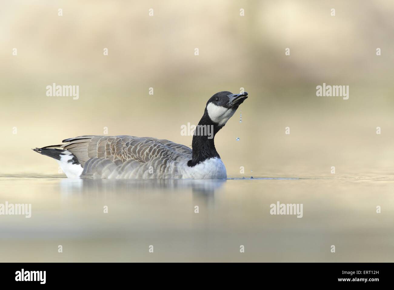 Canada goose action hi-res stock photography and images - Alamy