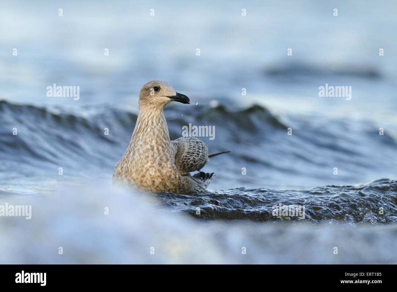 Common European Gull Stock Photo