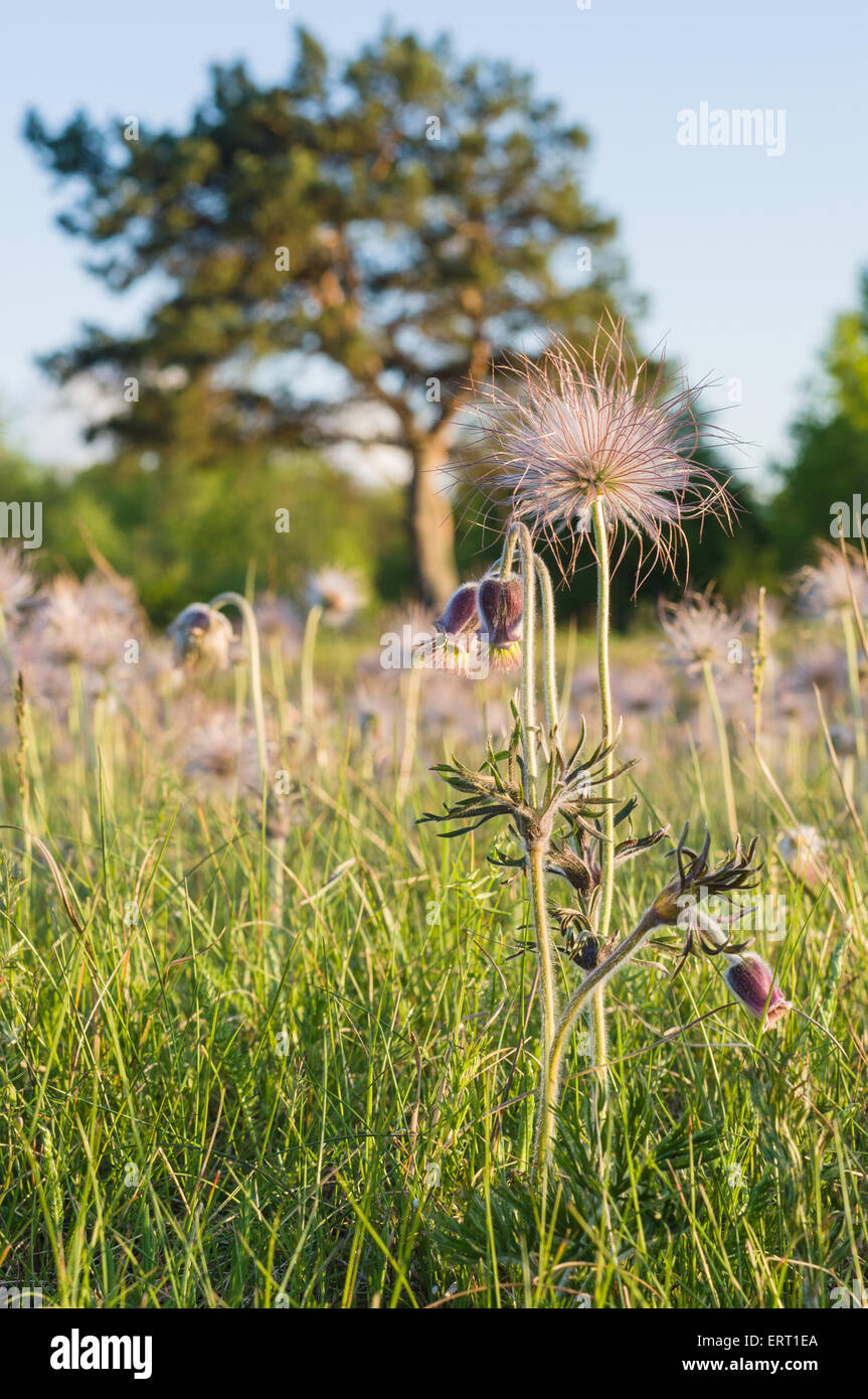 Bloom pasqueflower under sunset light with tree on background Stock Photo