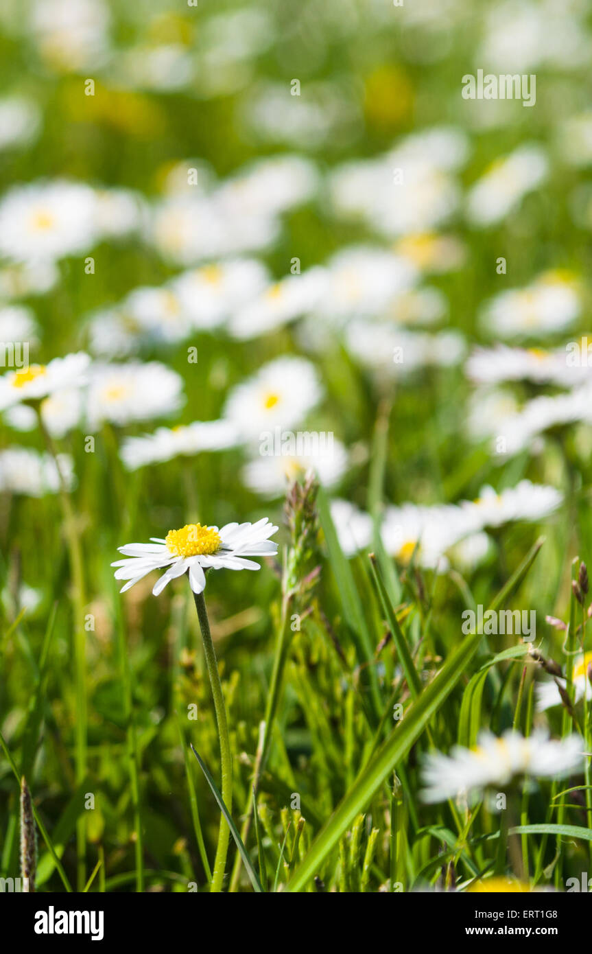 Spring white daisy flower field hi-res stock photography and images - Alamy