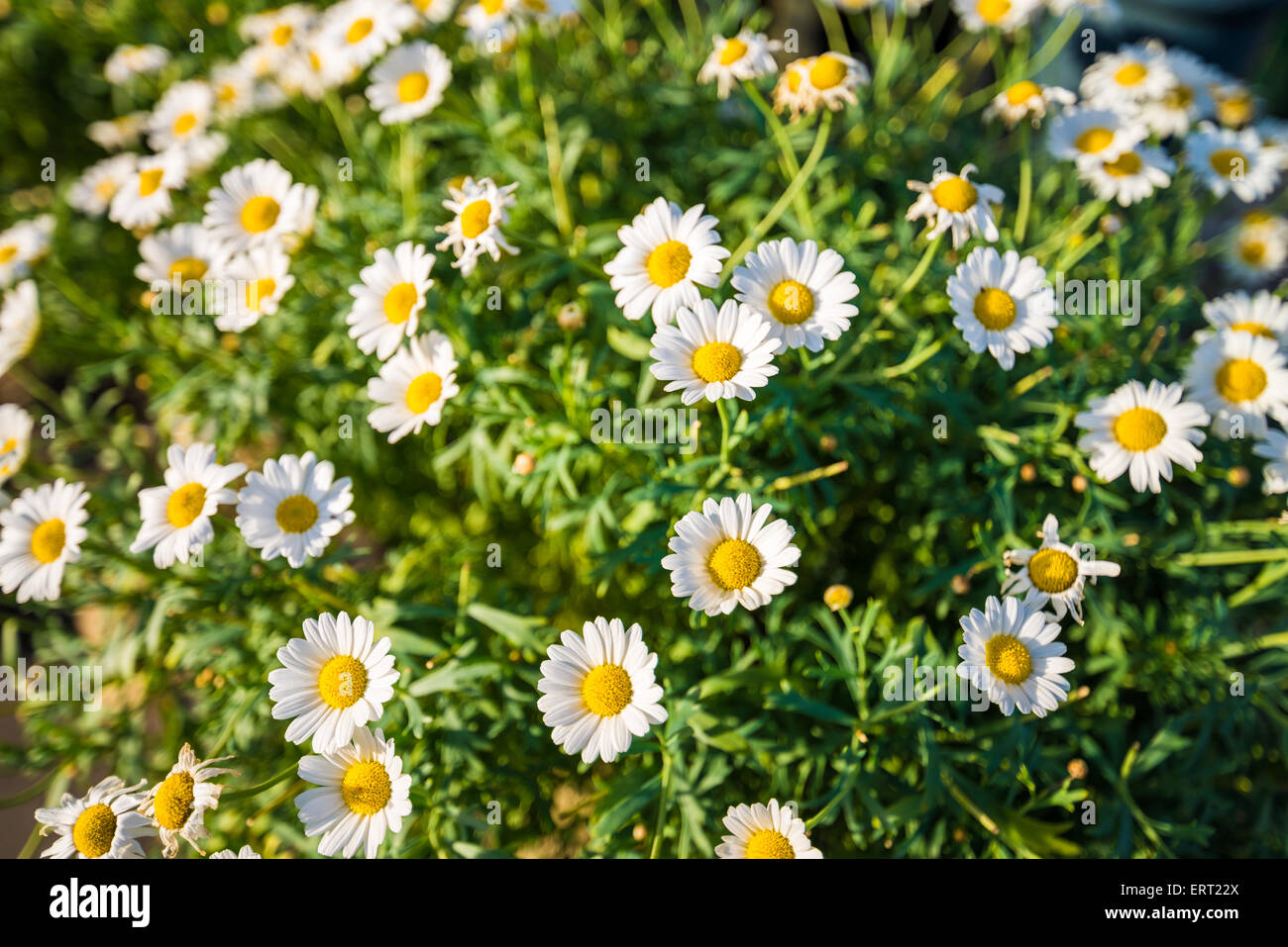 daisy flowers in yellow white garden spring Stock Photo - Alamy