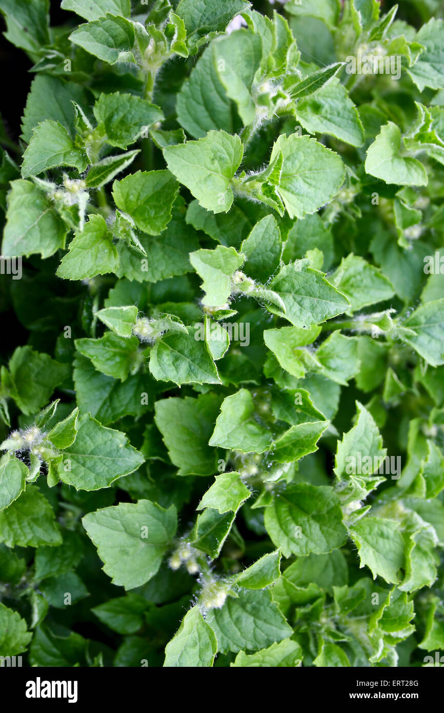 Background - pattern created by nature Stock Photo - Alamy