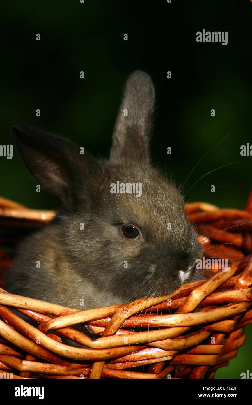 bunny in a basket Stock Photo