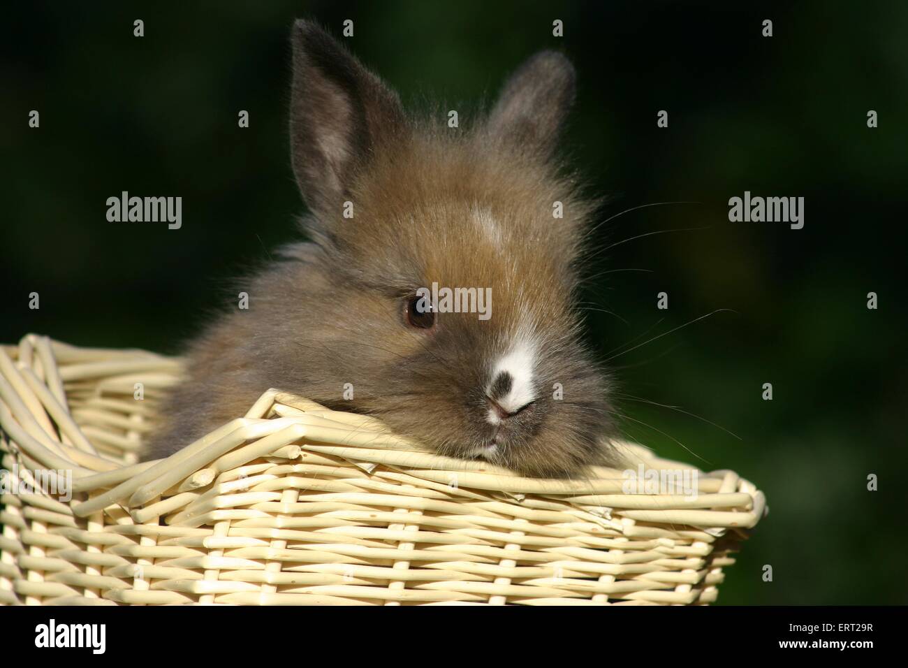 bunny in a basket Stock Photo