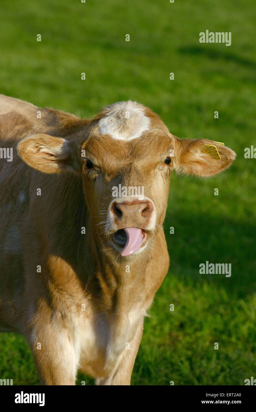 Calf dog hires stock photography and images Alamy