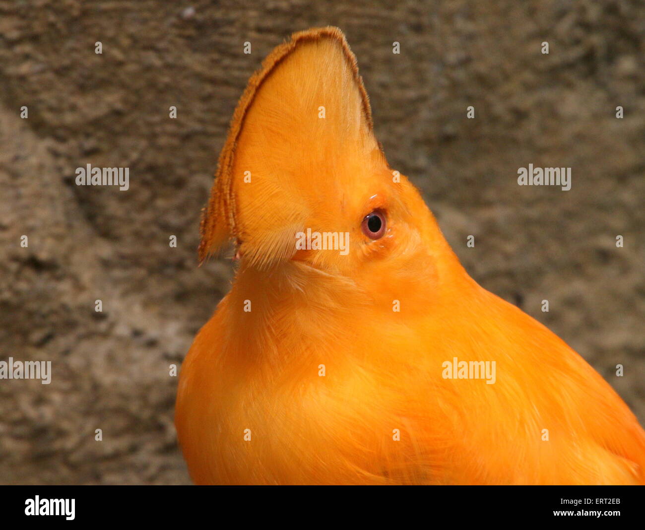 Bright Orange Male Guianan Cock Of The Rock Rupicola Rupicola Native To Northern South America Stock Photo Alamy Bright Orange Male Guianan Cock Of The Rock Rupicola Rupicola Native To Northern South America Stock Photo Alamy