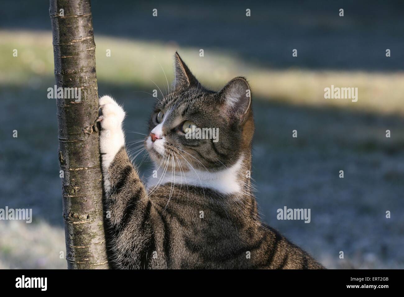 Sharpen claws cat hi-res stock photography and images - Alamy