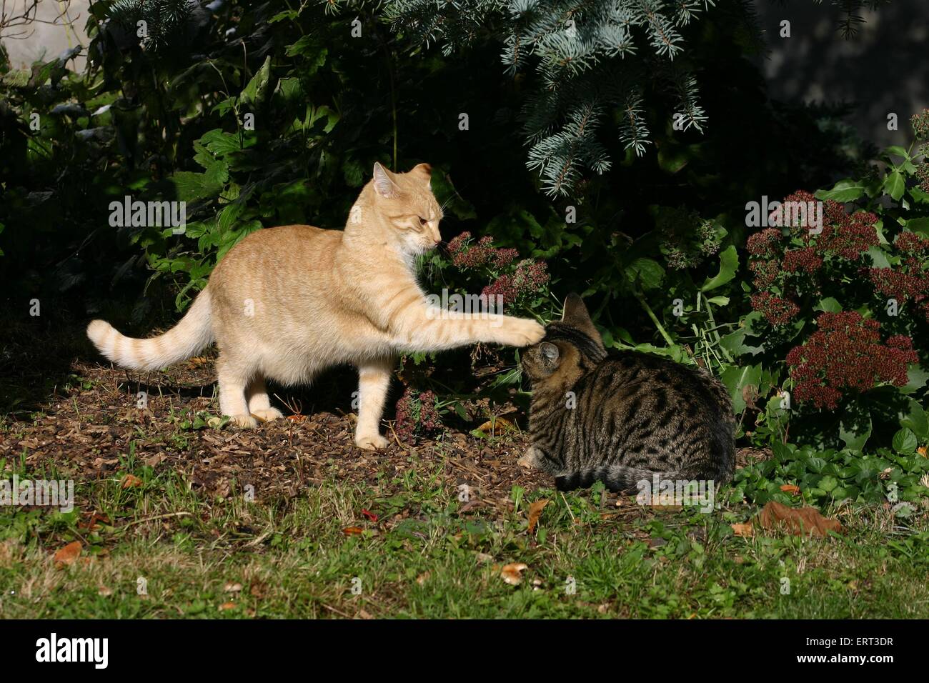 Angry Cat Fighting Playing Oil Painting Stock Illustration 755951011