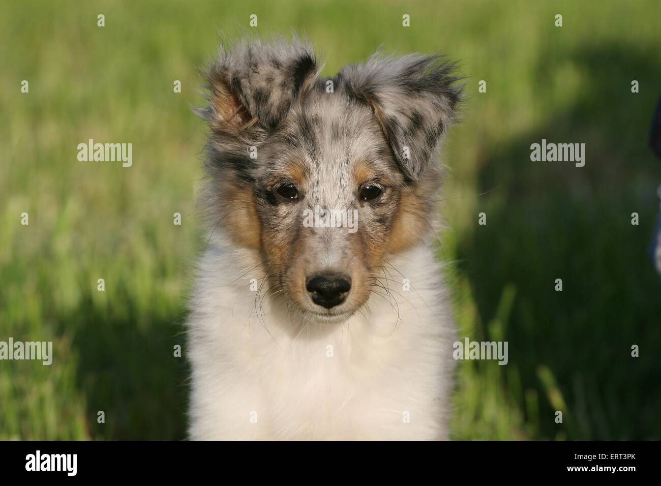 Shetland Sheepdog Portrait Stock Photo - Alamy