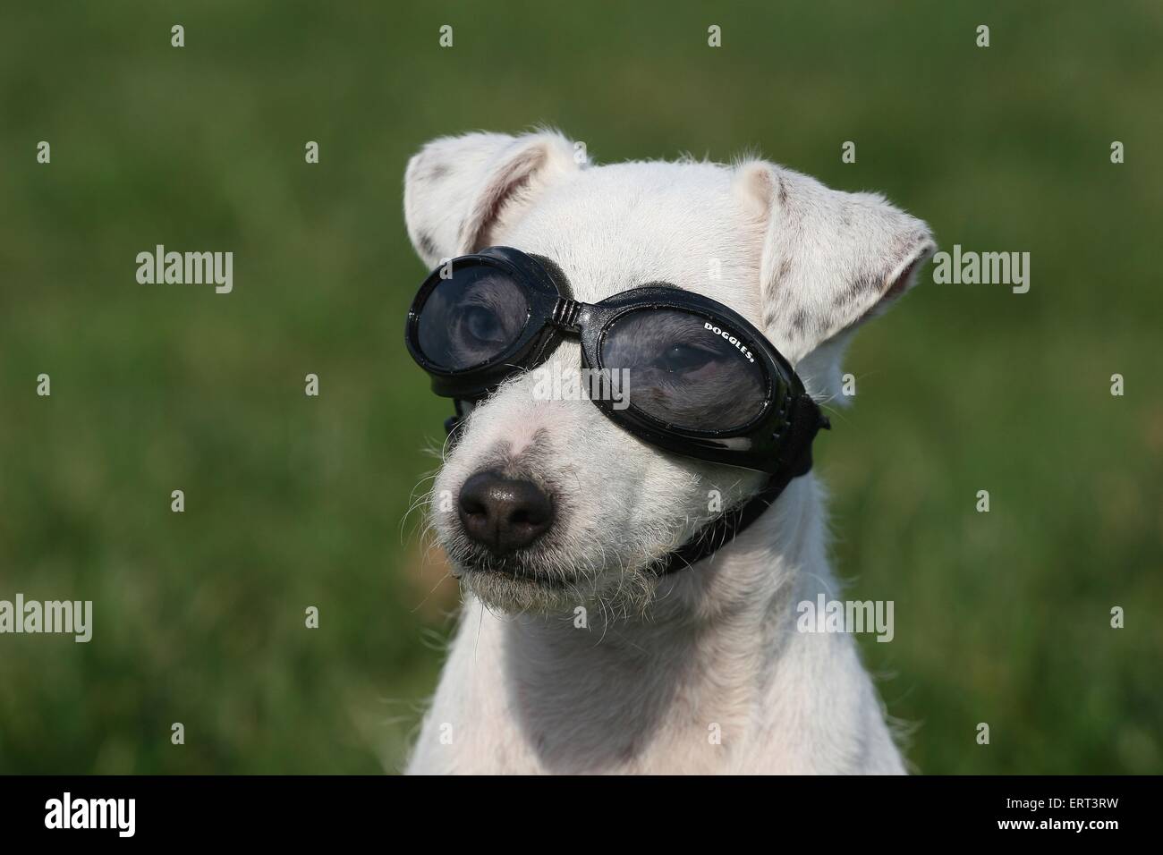 Page 2 - Dog Goggles High Resolution Stock Photography and Images - Alamy