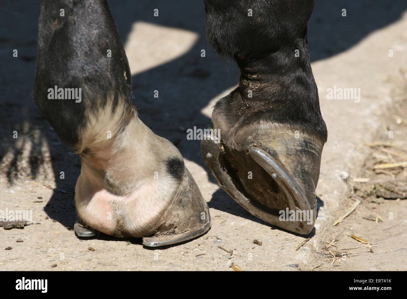 Horse hoof close up hires stock photography and images Alamy