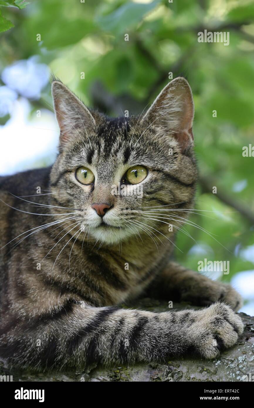 Cat on tree hires stock photography and images Alamy