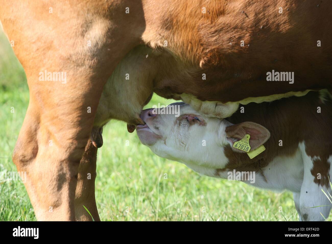 Calf calfs hi-res stock photography and images - Alamy
