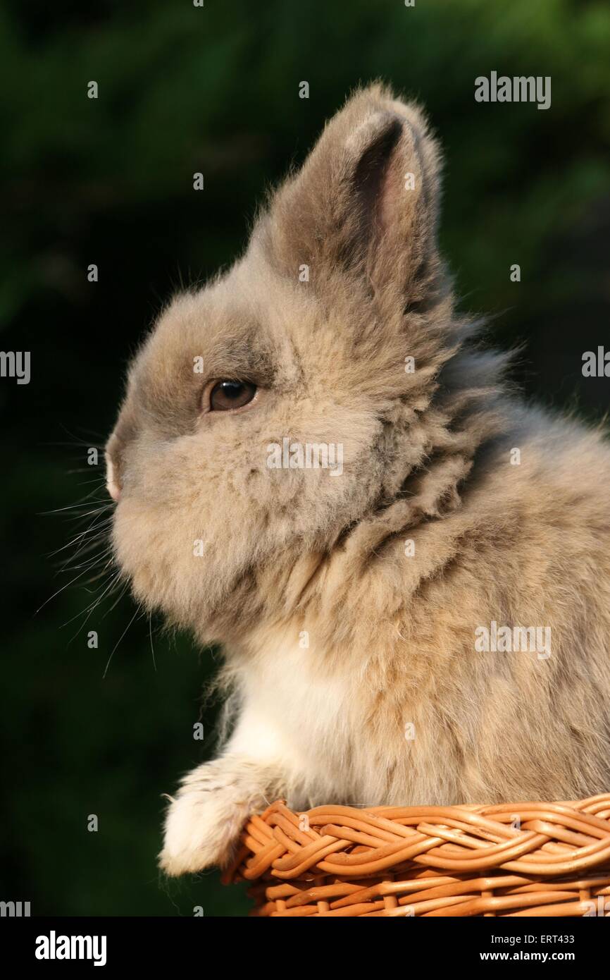 pygmy bunny Stock Photo