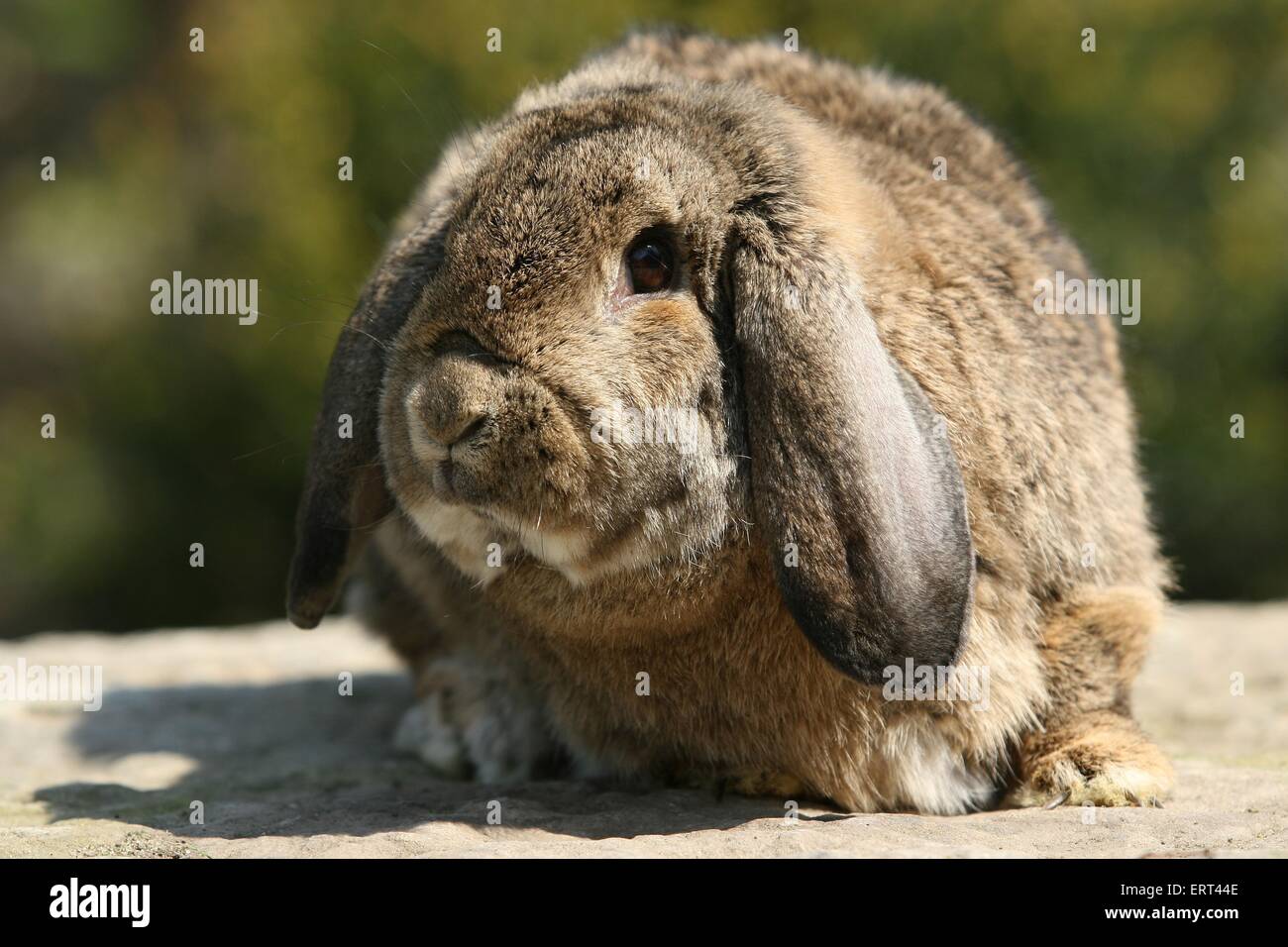 lop-eared bunny Stock Photo