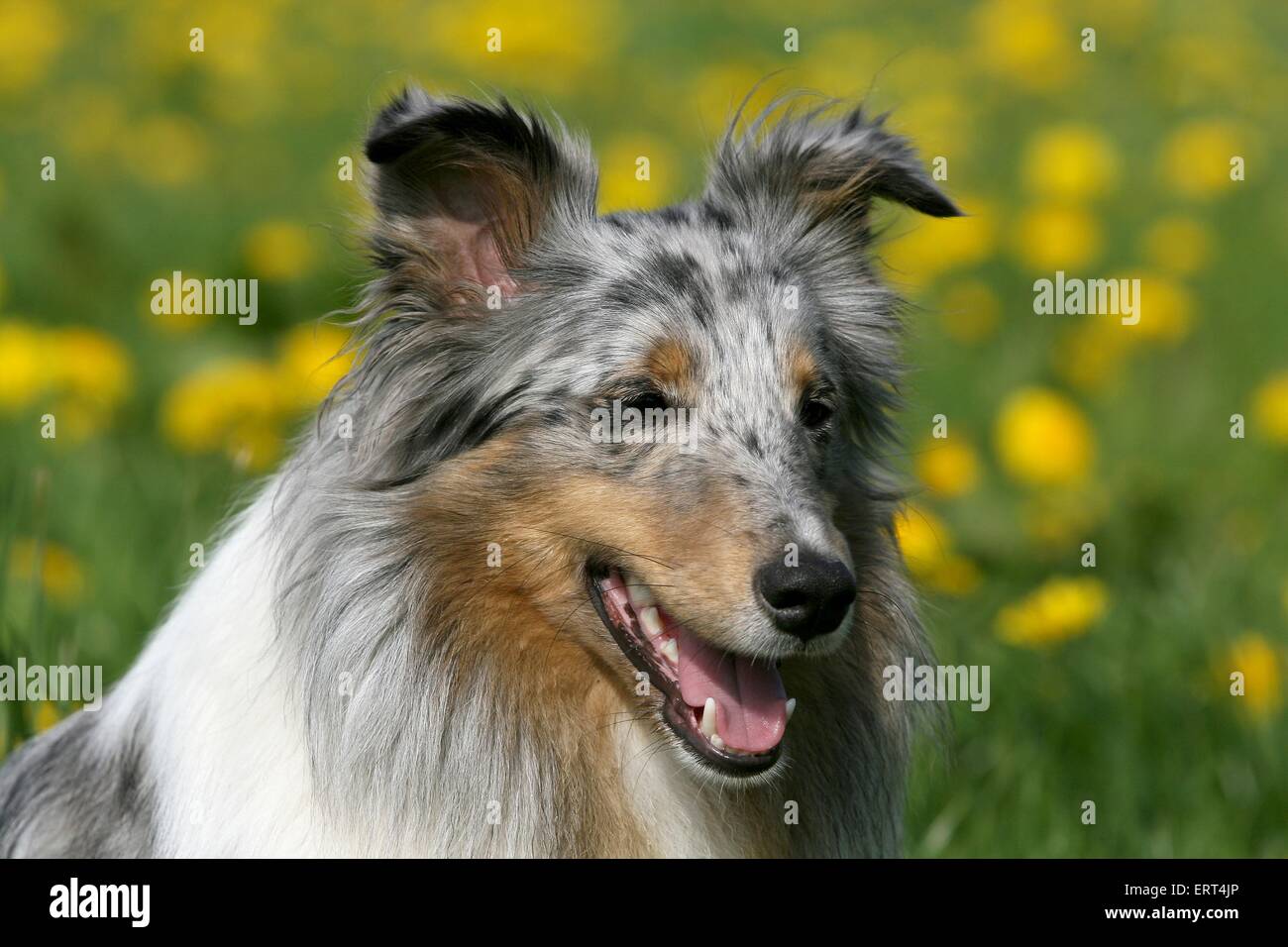 Shetland Sheepdog Portrait Stock Photo - Alamy