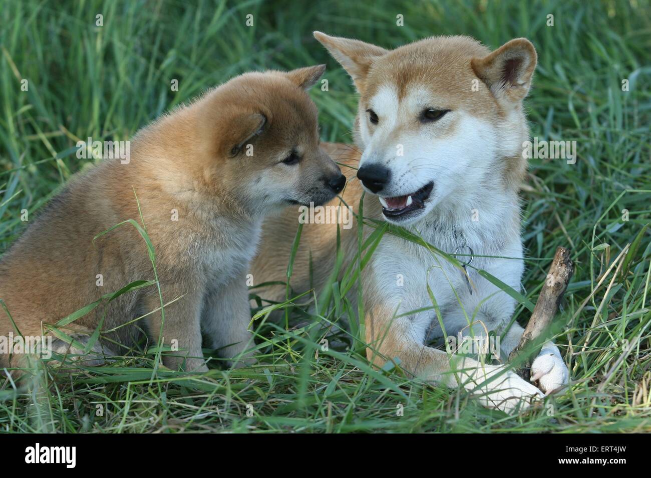 Shiba Inu mother with pup Stock Photo Alamy