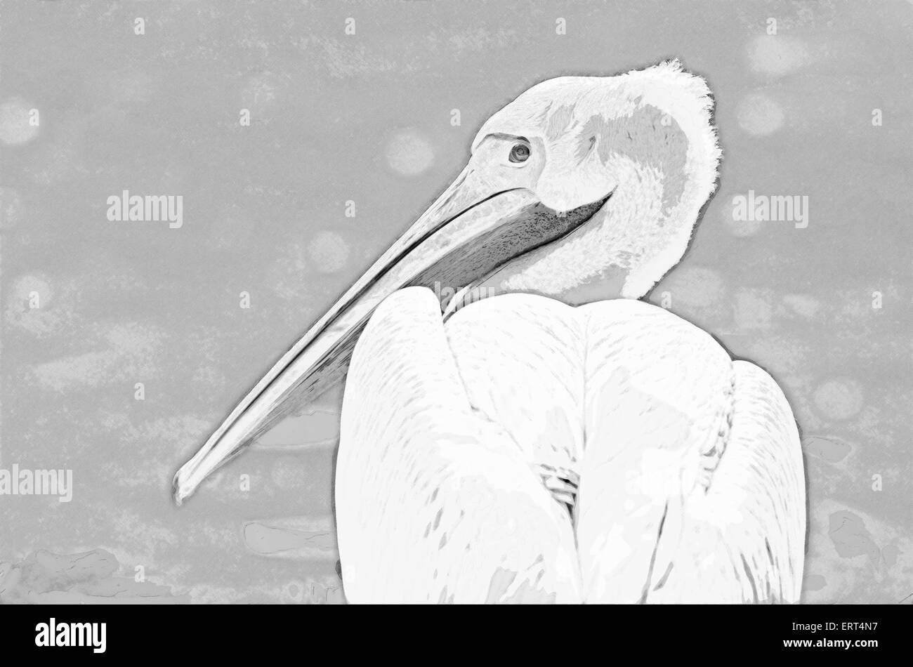 Wild Pelican Portrait Abstract Sketch Stock Photo