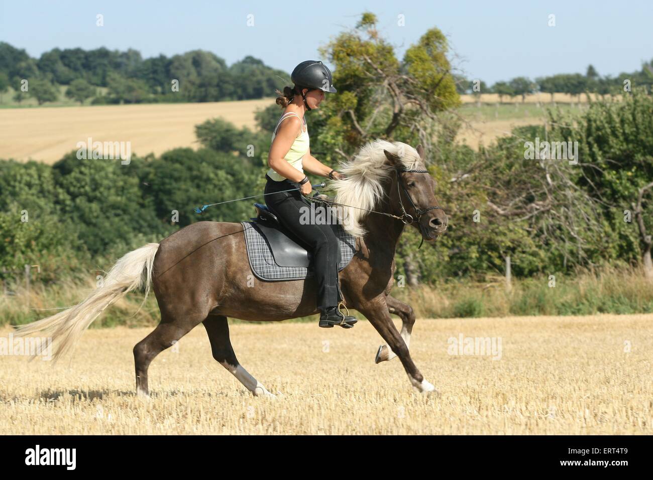 riding a gaited horse Stock Photo Alamy