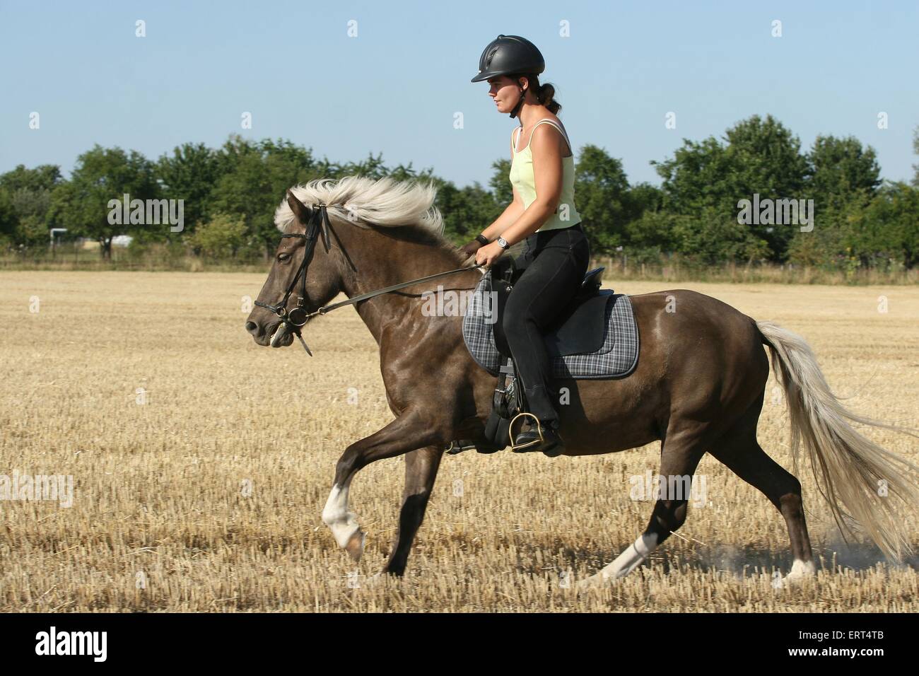 riding a gaited horse Stock Photo Alamy