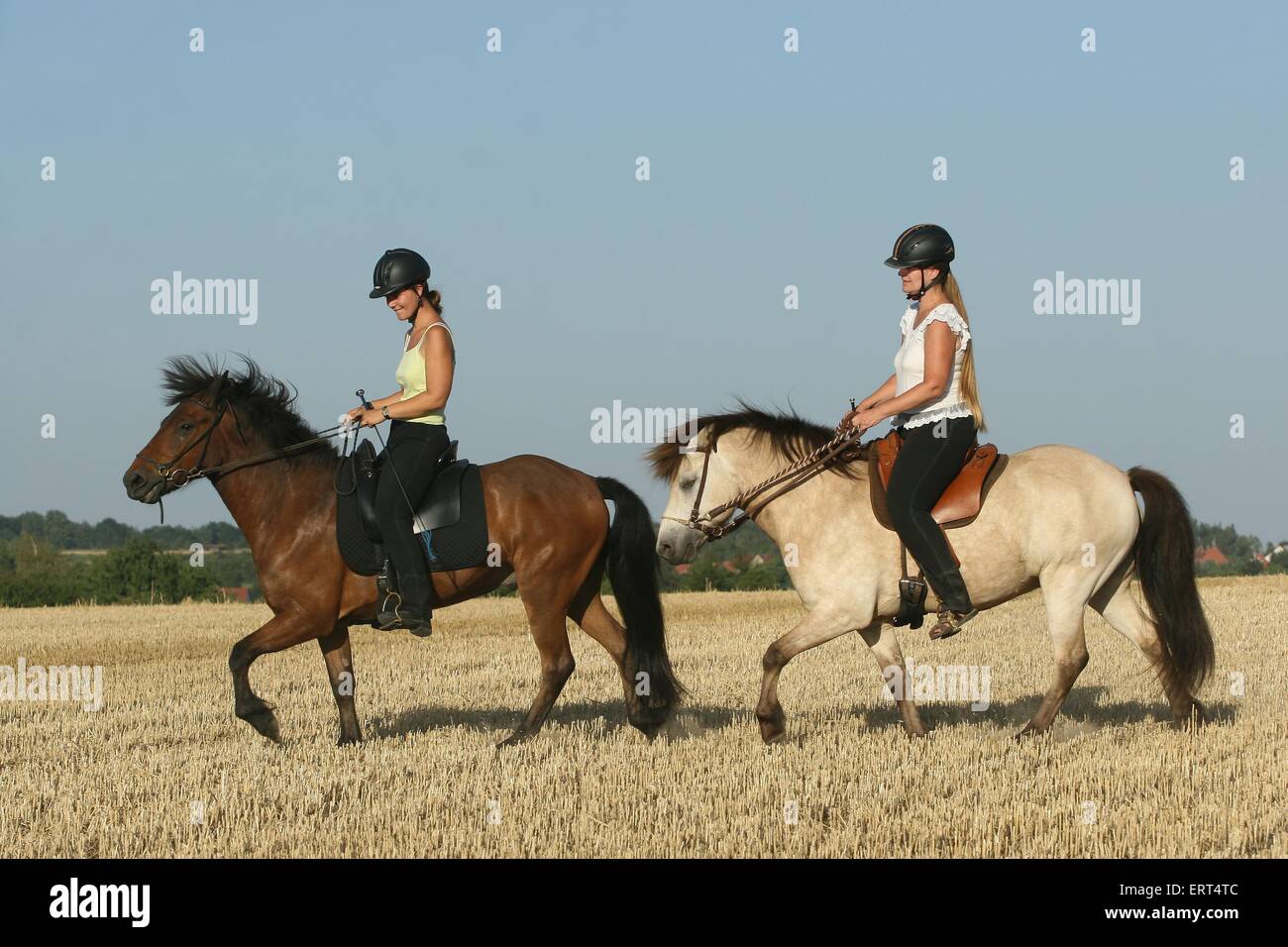 riding a gaited horse Stock Photo Alamy