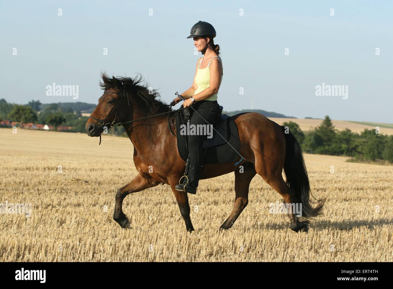 riding a gaited horse Stock Photo Alamy