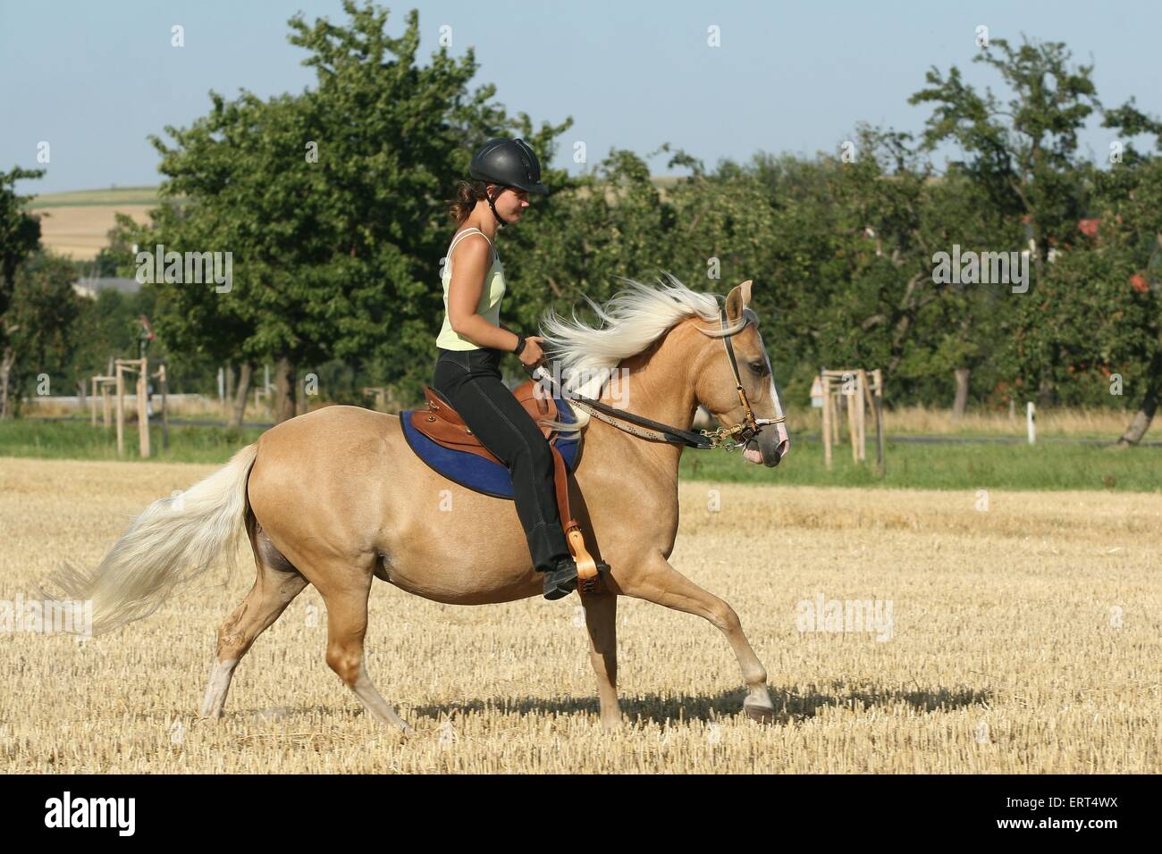 riding a gaited horse Stock Photo Alamy