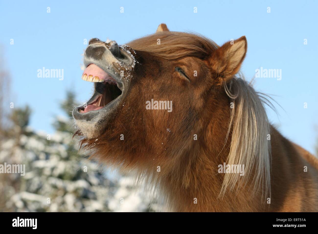 yawning Icelandic horse Stock Photo