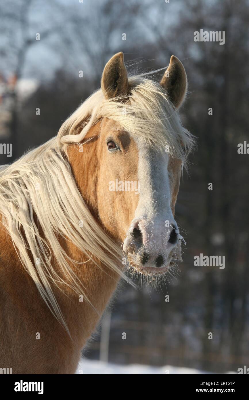 Mors De Cheval Pour Allure Paso Fino - Neuf Dans Son Emballage - Matériel D'équitation