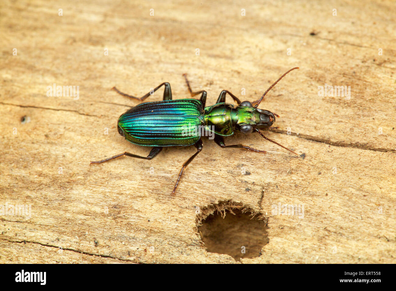 Catascopus sp. Carabidae beetle. Kaeng Krachan National Park, Thailand. Stock Photo