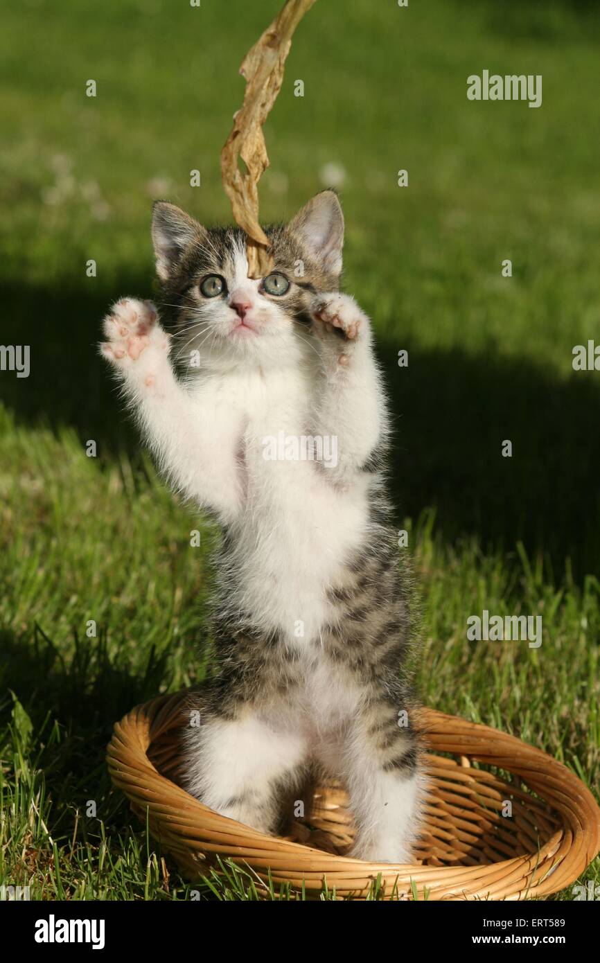 Kittens playing outside in grass hi-res stock photography and images ...